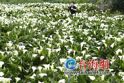 台湾春季赏花好去处：等着你来台看那花儿开（2）