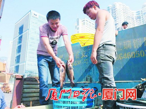 14吨台湾鲜活石斑鱼昨日运抵厦门